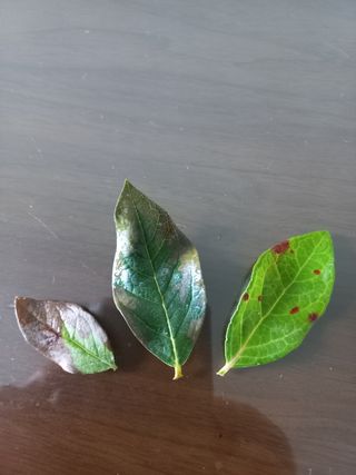 임재창님의 블루베리 · 병해충상담 작성글 사진