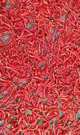 정진해님의 고추 · 일상 작성글 사진