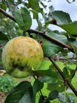 팜모닝 사과·병해충상담 게시글 이미지