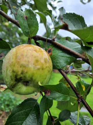 알 수 없음님의 사과 · 병해충상담 작성글 사진