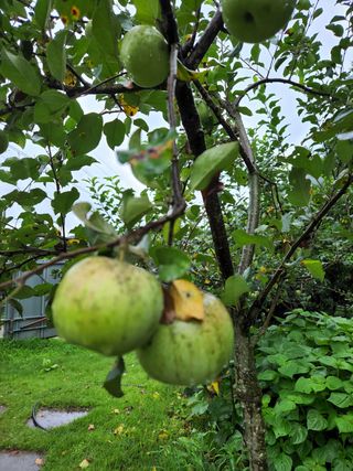 알 수 없음님의 사과 · 병해충상담 작성글 사진