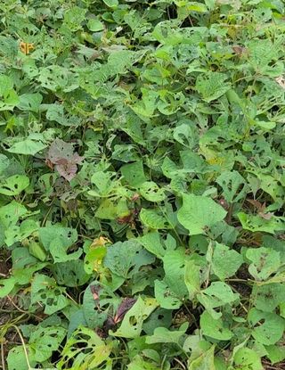 자연인님의 고구마 · 병해충상담 작성글 사진