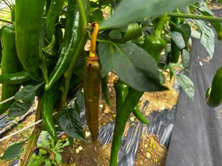 멋진시골할배님의 O학년 △반 이세요? · 참여글 작성글 사진