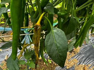 멋진시골할배님의 O학년 △반 이세요? · 참여글 작성글 사진