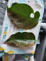 팜모닝 사과·병해충상담 게시글 이미지