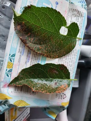 보성골망태정원 님의 사과 · 병해충상담 작성글 사진