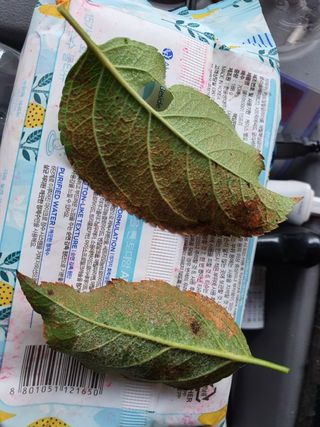 보성골망태정원 님의 사과 · 병해충상담 작성글 사진