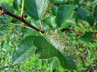 보성골망태정원 님의 사과 · 병해충상담 작성글 사진