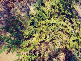 이응혁님의 기타작물 · 병해충상담 작성글 사진