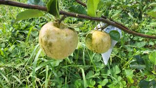 이종선님의 팜모닝 병해충 연구회 · 병해충상담 작성글 사진