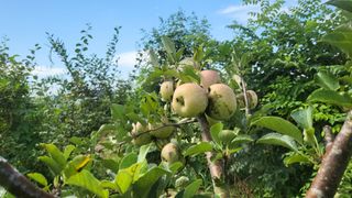 이종선님의 팜모닝 병해충 연구회 · 병해충상담 작성글 사진