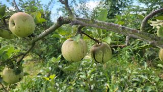 이종선님의 팜모닝 병해충 연구회 · 병해충상담 작성글 사진