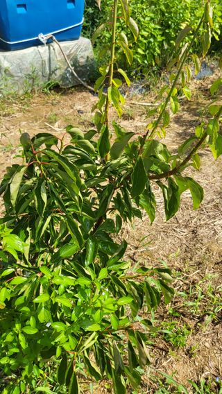 이종선님의 팜모닝 병해충 연구회 · 병해충상담 작성글 사진