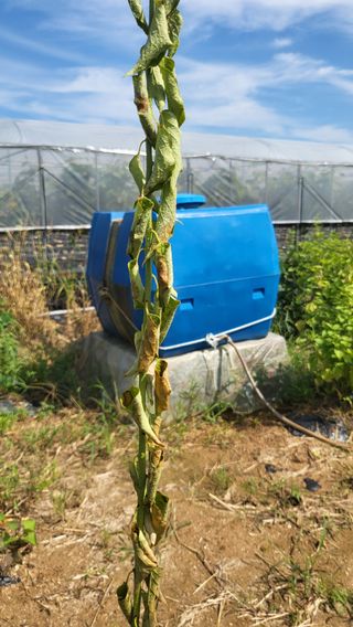 이종선님의 팜모닝 병해충 연구회 · 병해충상담 작성글 사진