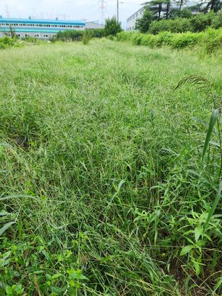 박병한님의 참깨 · 영농일지 작성글 사진