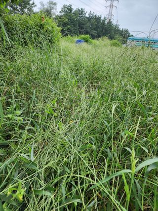 박병한님의 참깨 · 영농일지 작성글 사진