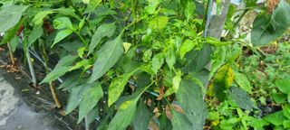 신오기님의 고추 · 병해충상담 작성글 사진