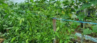 신오기님의 고추 · 병해충상담 작성글 사진