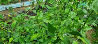 신오기님의 고추 · 병해충상담 작성글 사진