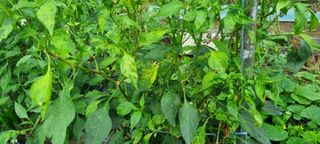 신오기님의 고추 · 병해충상담 작성글 사진