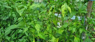 신오기님의 고추 · 병해충상담 작성글 사진