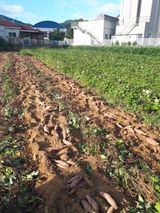 팜모닝 고구마·영농일지 게시글 이미지