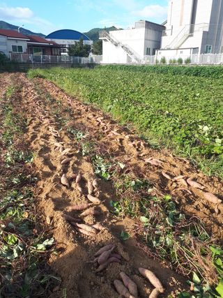 강명수님의 고구마 · 영농일지 작성글 사진