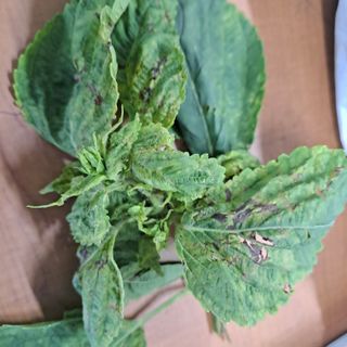 노정현님의 들깨 · 병해충상담 작성글 사진