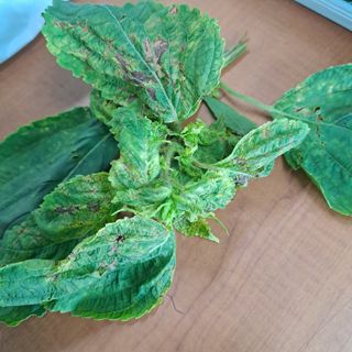 노정현님의 들깨 · 병해충상담 작성글 사진