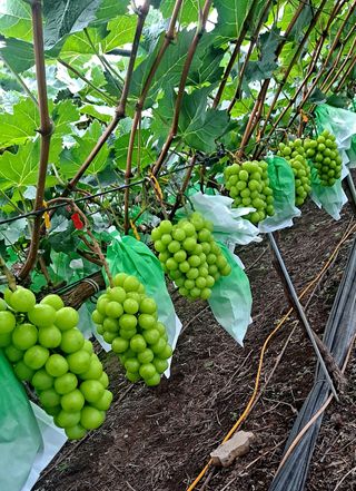 김시택샤인머스켓님의 포도 · 영농일지 작성글 사진