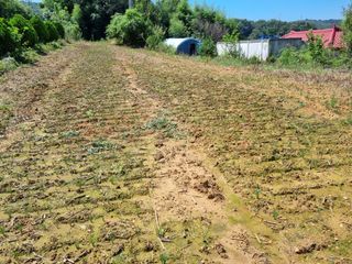 민은경님의 배추 · 제초 작성글 사진