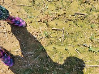 민은경님의 배추 · 제초 작성글 사진