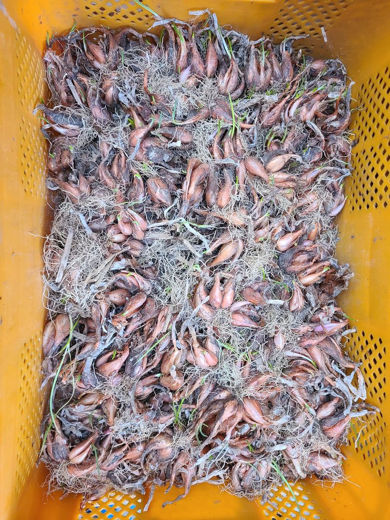 장터 상품 [쪽파종자 1kg] 썸네일