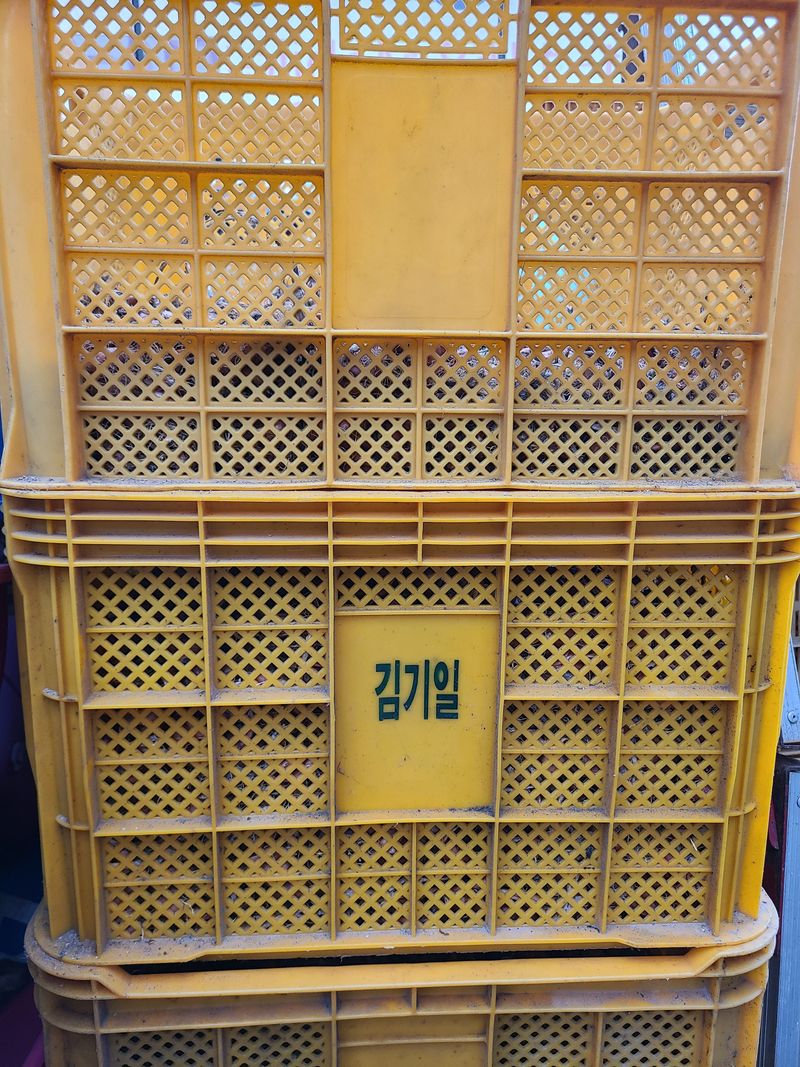 김은중님의 장터 판매 상품 [쪽파종자 1kg] 첨부 사진