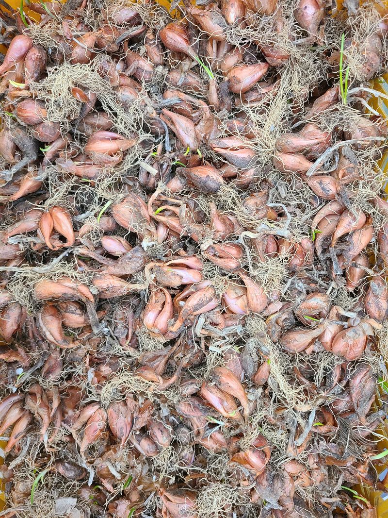 김은중님의 장터 판매 상품 [쪽파종자 1kg] 첨부 사진