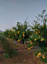 팜모닝 O학년 △반 이세요?·참여글 게시글 이미지