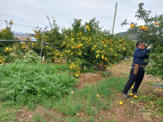 박형숙님의 O학년 △반 이세요? · 참여글 작성글 사진