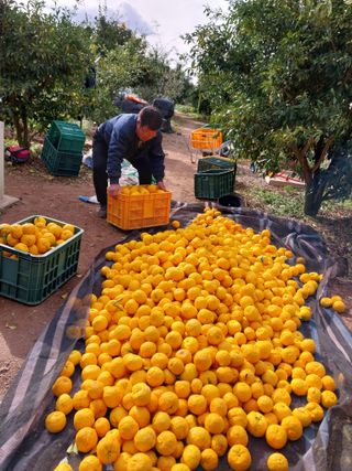 박형숙님의 O학년 △반 이세요? · 참여글 작성글 사진