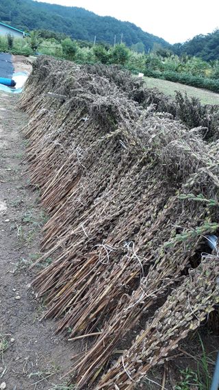 김윤희님의 참깨 · 자유게시판 작성글 사진