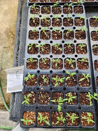 김지연님의 토마토 · 품종•종자 작성글 사진