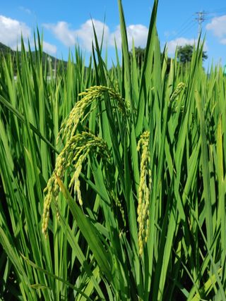 김기수님의 O학년 △반 이세요? · 참여글 작성글 사진