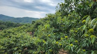 콩12024님의 기타작물 · 자유게시판 작성글 사진