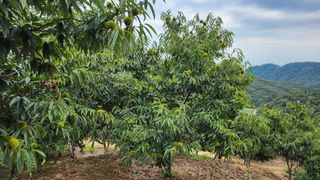 콩12024님의 기타작물 · 자유게시판 작성글 사진