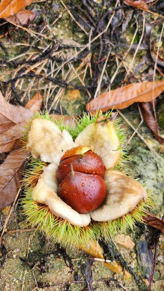 콩12024님의 기타작물 · 자유게시판 작성글 사진