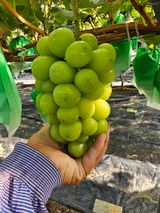 팜모닝 O학년 △반 이세요?·참여글 게시글 이미지