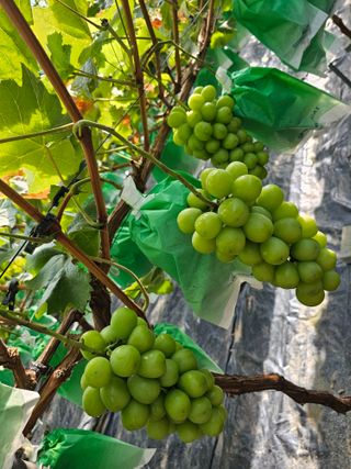 박종숙님의 O학년 △반 이세요? · 참여글 작성글 사진