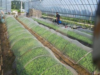 안나농부님의 배추 · 파종•정식 작성글 사진