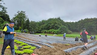 안나농부님의 배추 · 파종•정식 작성글 사진