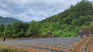 안나농부님의 배추 · 파종•정식 작성글 사진