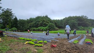 안나농부님의 배추 · 파종•정식 작성글 사진